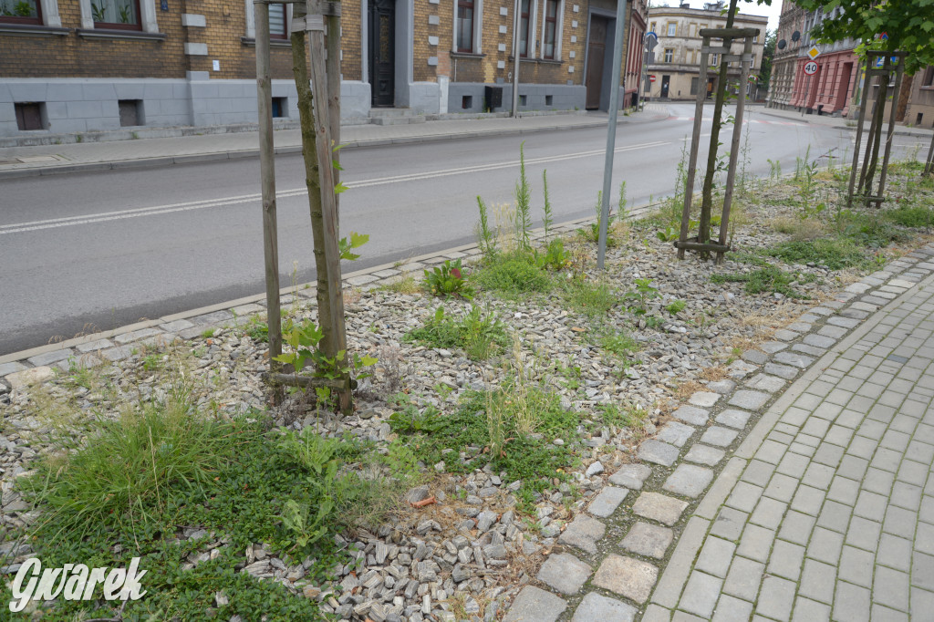 Tarnowskie Góry. Zachwaszczone i zaśmiecone zieleńce