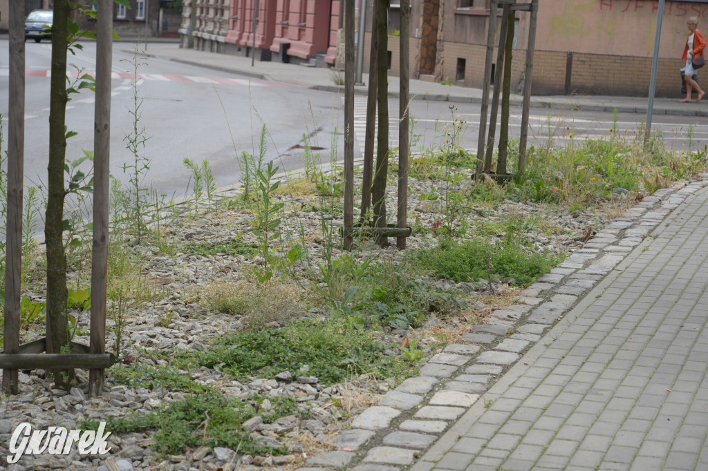 Tarnowskie Góry. Zachwaszczone i zaśmiecone zieleńce