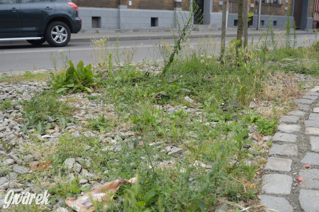 Tarnowskie Góry. Zachwaszczone i zaśmiecone zieleńce