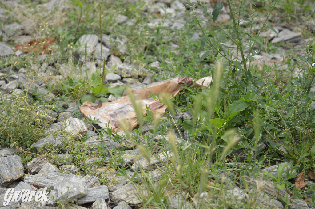 Tarnowskie Góry. Zachwaszczone i zaśmiecone zieleńce