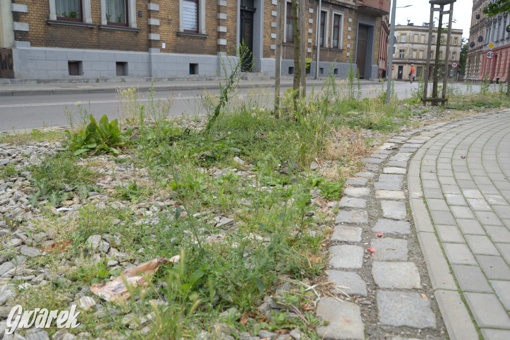 Tarnowskie Góry. Zachwaszczone i zaśmiecone zieleńce