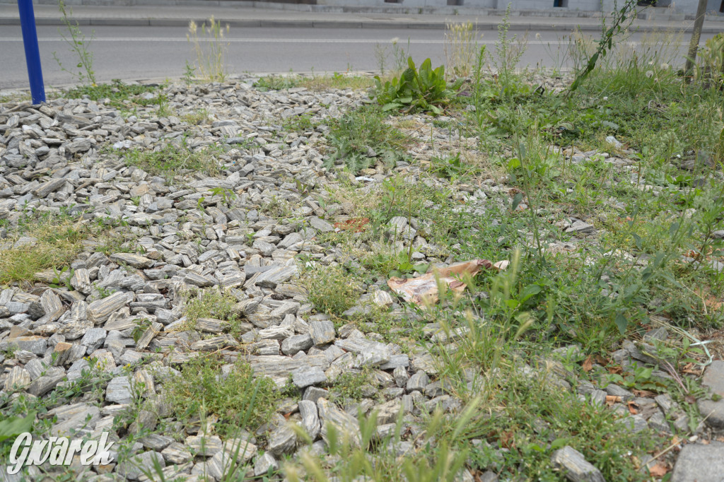 Tarnowskie Góry. Zachwaszczone i zaśmiecone zieleńce