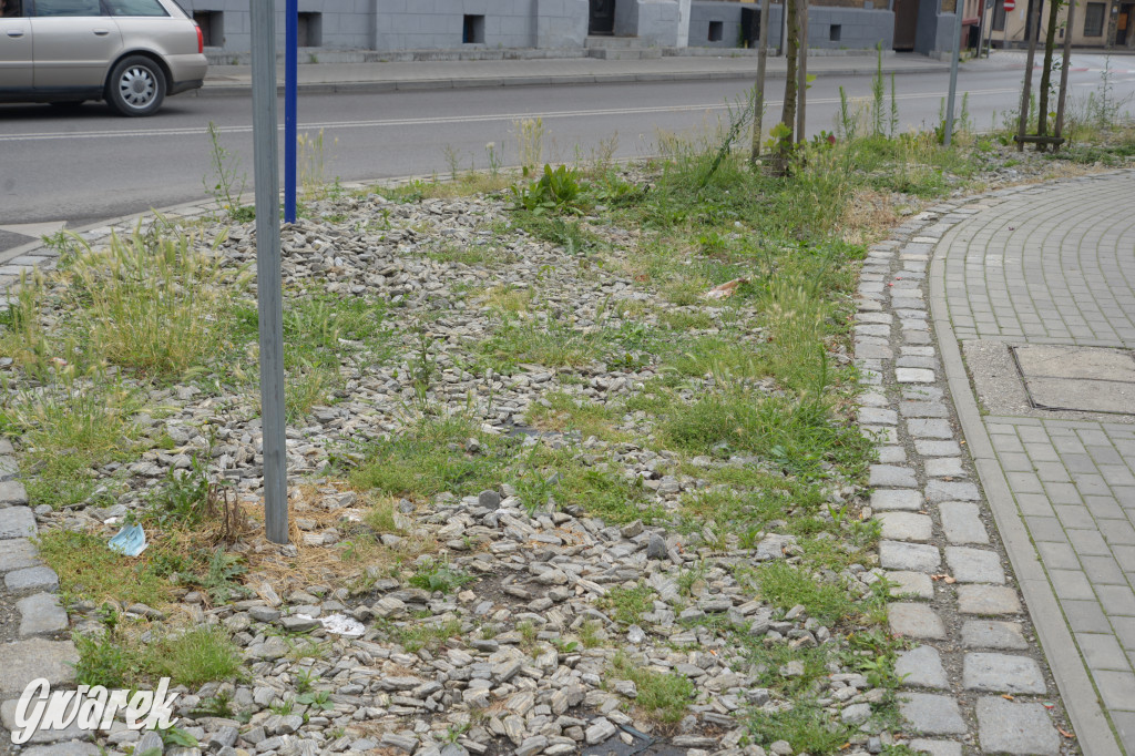 Tarnowskie Góry. Zachwaszczone i zaśmiecone zieleńce
