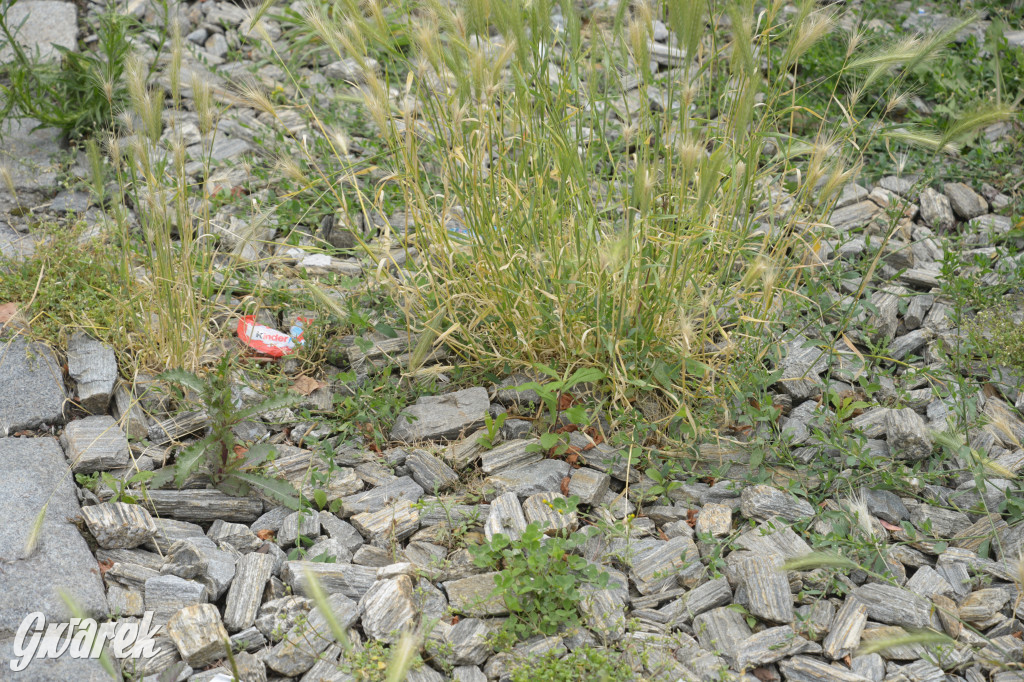 Tarnowskie Góry. Zachwaszczone i zaśmiecone zieleńce