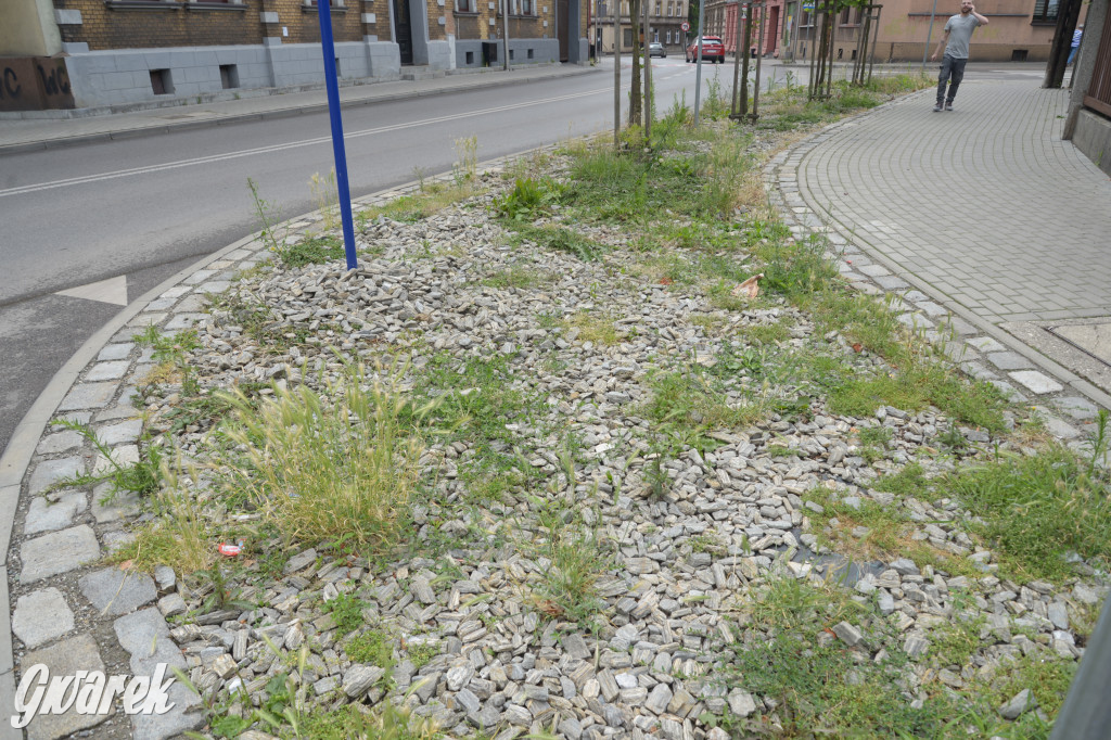 Tarnowskie Góry. Zachwaszczone i zaśmiecone zieleńce