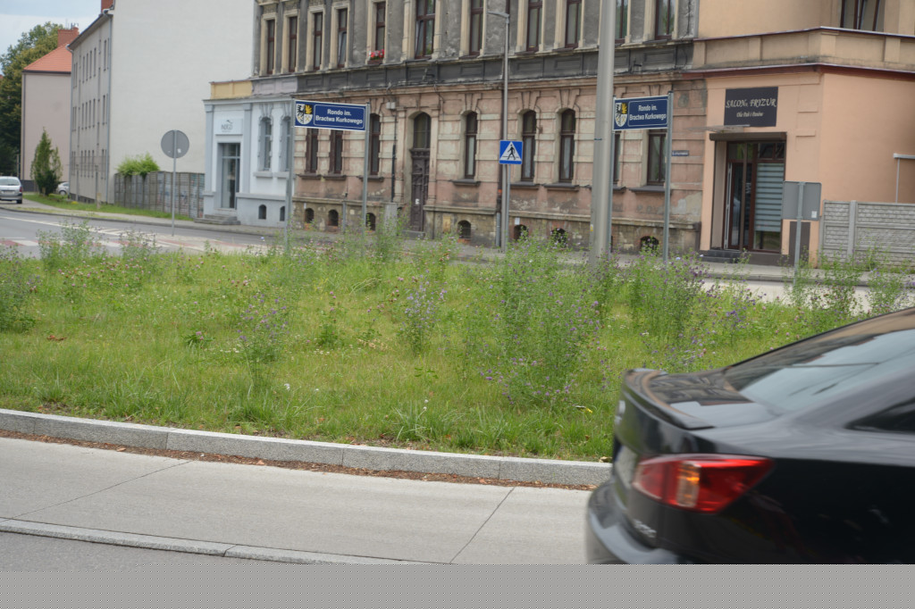 Tarnowskie Góry. Zachwaszczone i zaśmiecone zieleńce