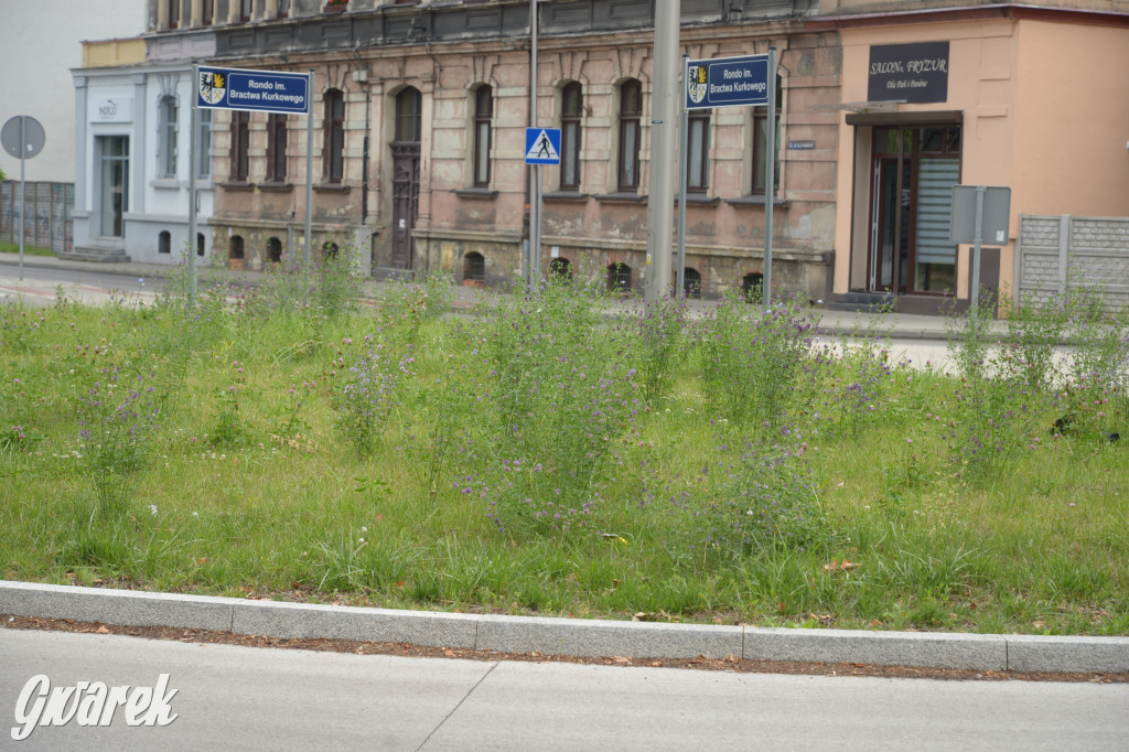 Tarnowskie Góry. Zachwaszczone i zaśmiecone zieleńce