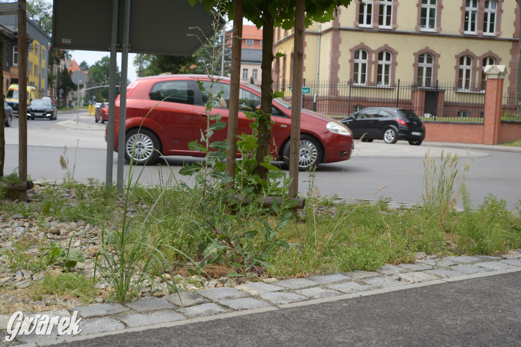 Tarnowskie Góry. Zachwaszczone i zaśmiecone zieleńce