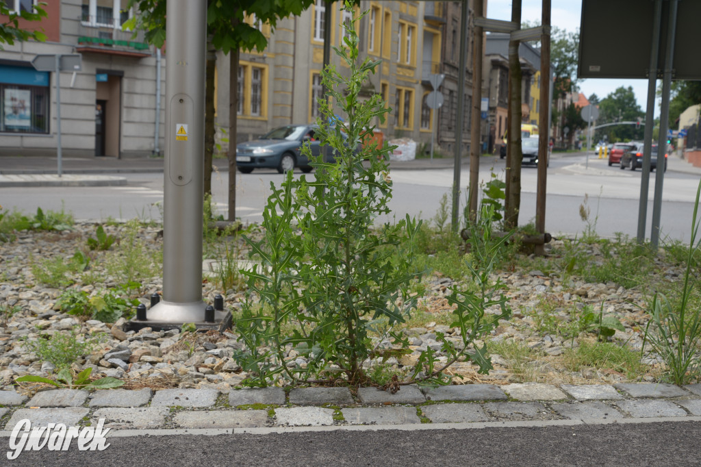Tarnowskie Góry. Zachwaszczone i zaśmiecone zieleńce
