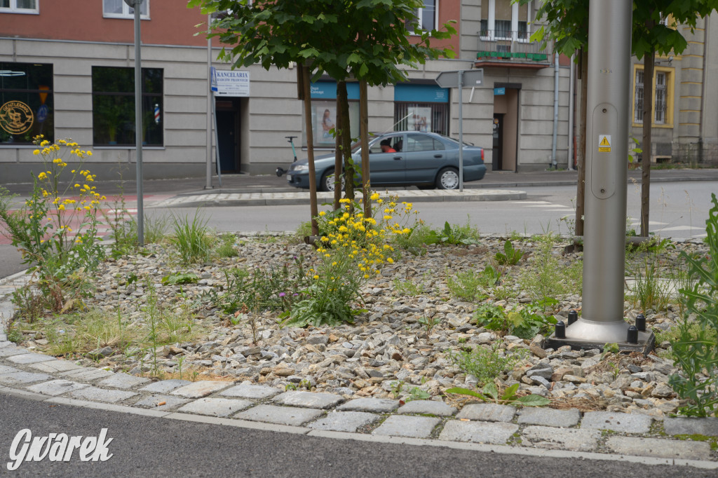 Tarnowskie Góry. Zachwaszczone i zaśmiecone zieleńce