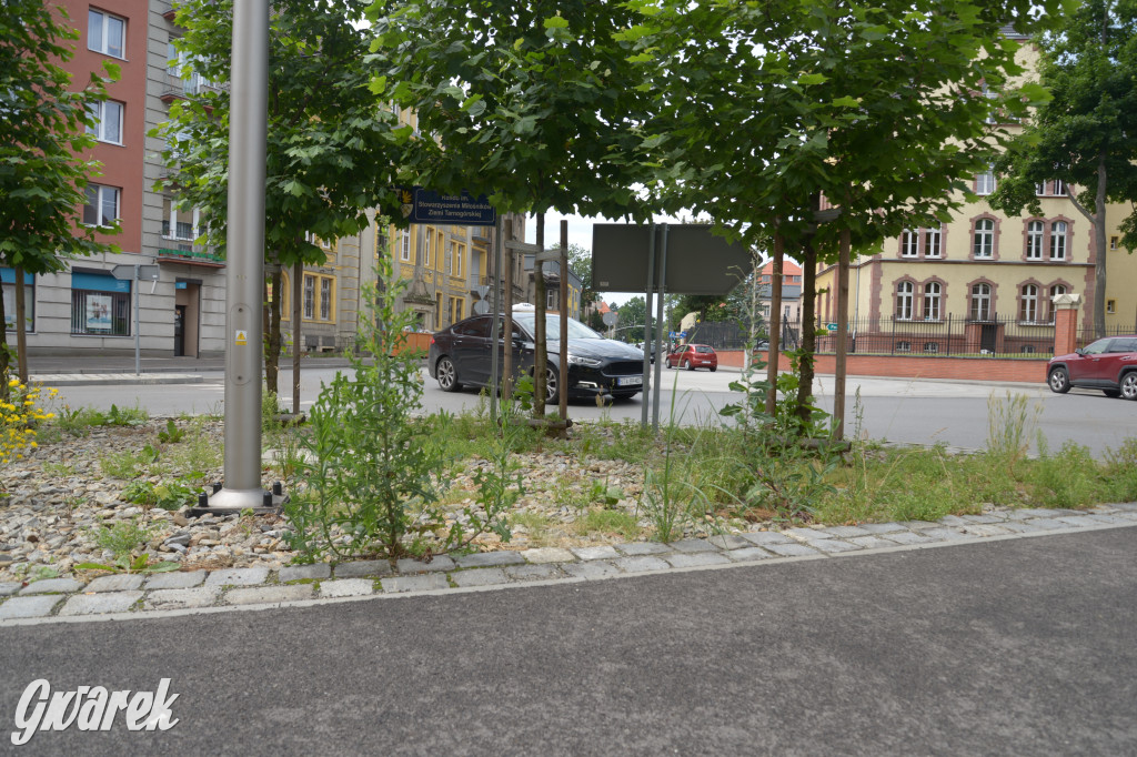 Tarnowskie Góry. Zachwaszczone i zaśmiecone zieleńce