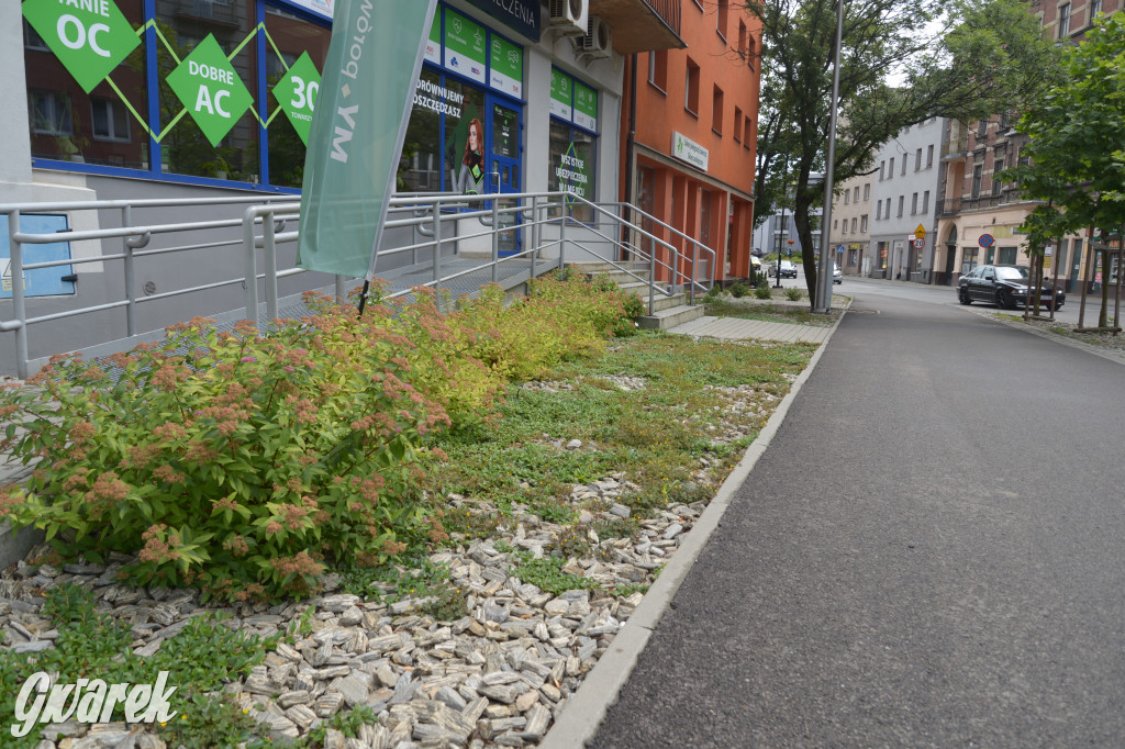 Tarnowskie Góry. Zachwaszczone i zaśmiecone zieleńce