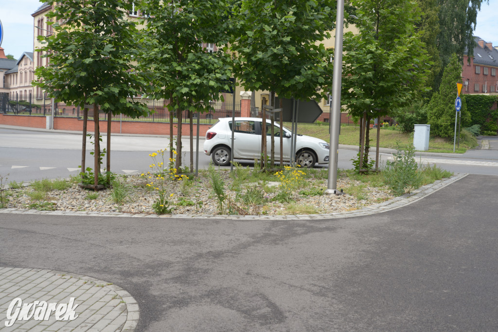 Tarnowskie Góry. Zachwaszczone i zaśmiecone zieleńce