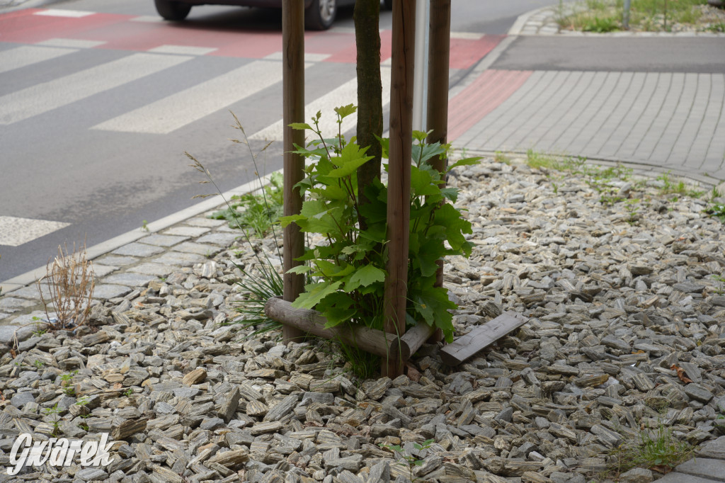 Tarnowskie Góry. Zachwaszczone i zaśmiecone zieleńce