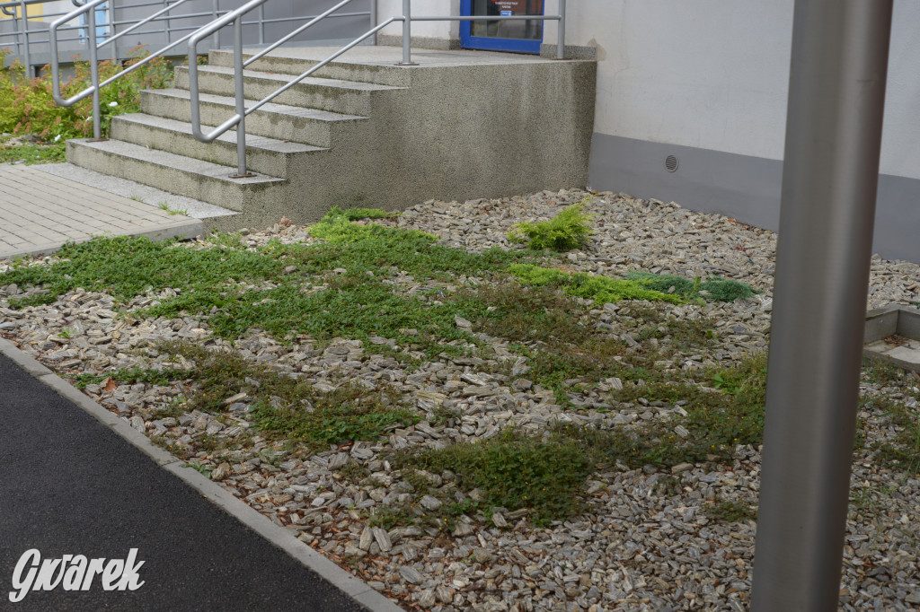 Tarnowskie Góry. Zachwaszczone i zaśmiecone zieleńce