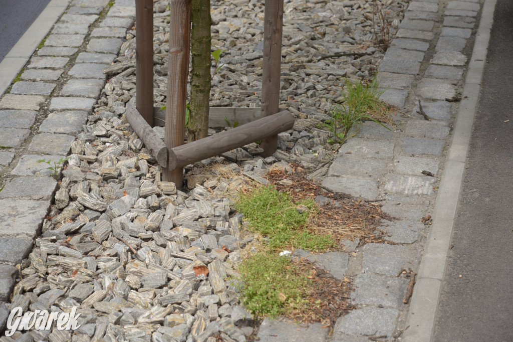 Tarnowskie Góry. Zachwaszczone i zaśmiecone zieleńce