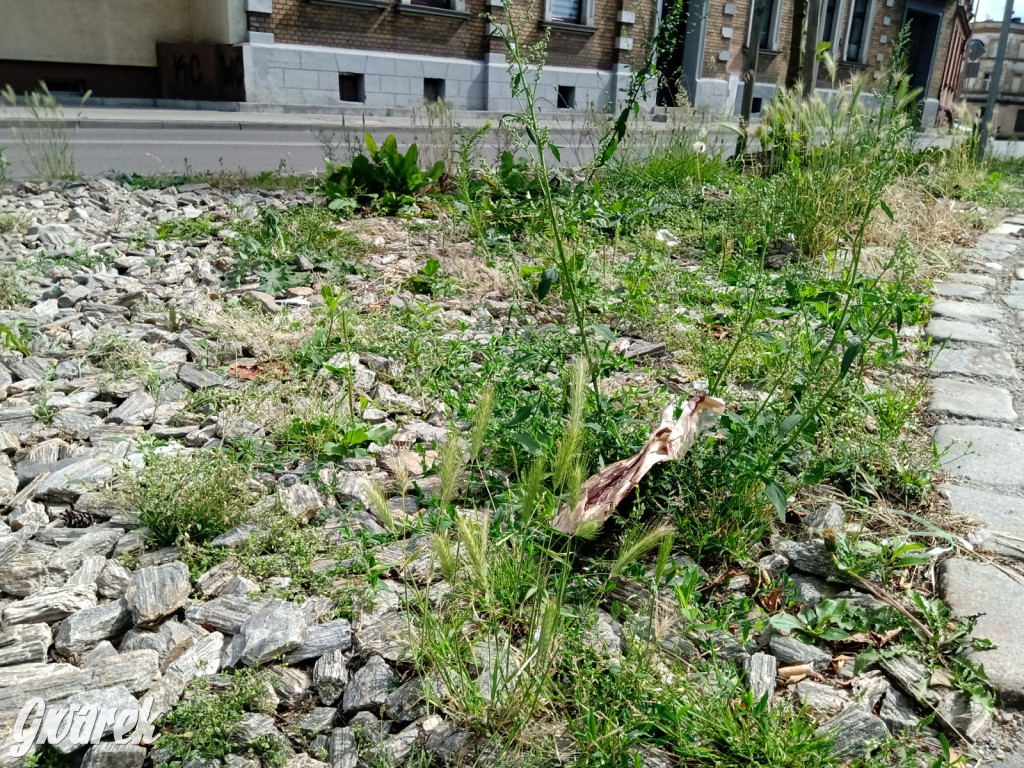 Tarnowskie Góry. Zachwaszczone i zaśmiecone zieleńce