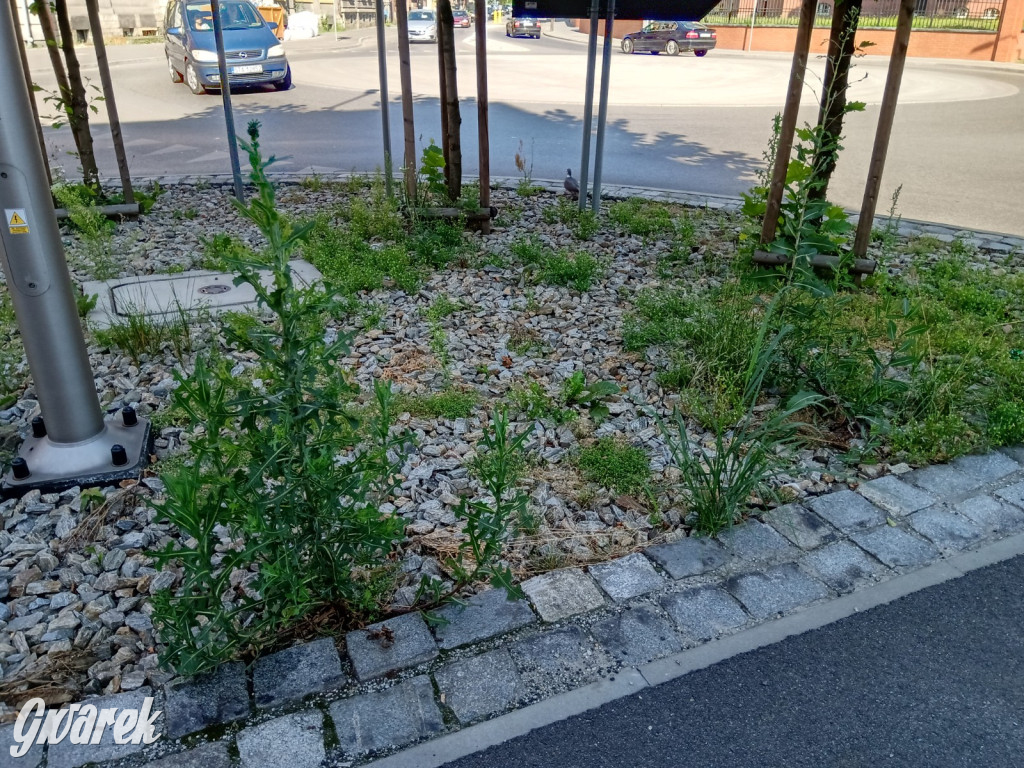 Tarnowskie Góry. Zachwaszczone i zaśmiecone zieleńce