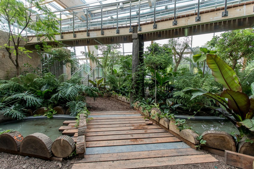 Nowa atrakcja. Las deszczowy w śląskim zoo