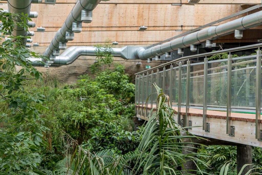 Nowa atrakcja. Las deszczowy w śląskim zoo