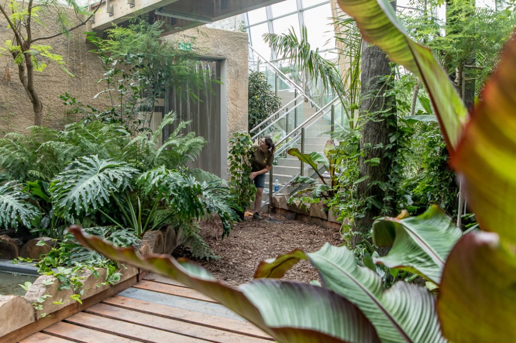 Nowa atrakcja. Las deszczowy w śląskim zoo