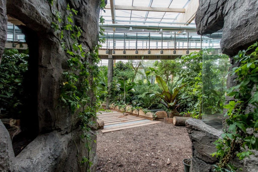 Nowa atrakcja. Las deszczowy w śląskim zoo