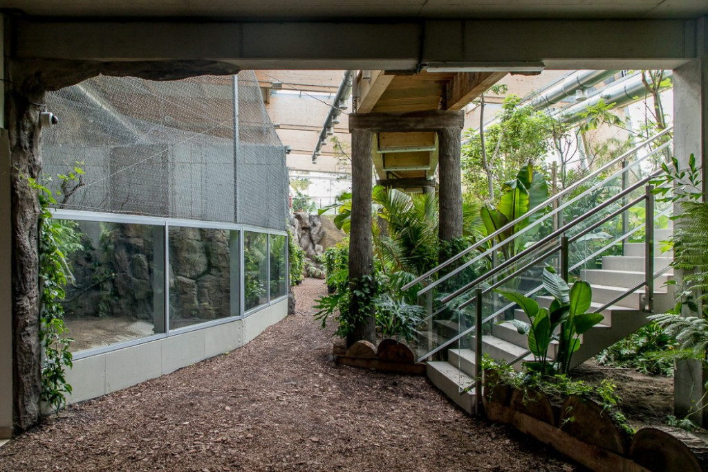 Nowa atrakcja. Las deszczowy w śląskim zoo