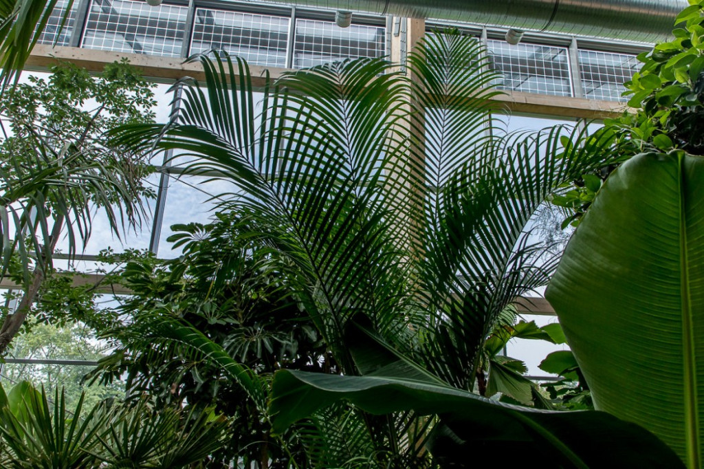 Nowa atrakcja. Las deszczowy w śląskim zoo