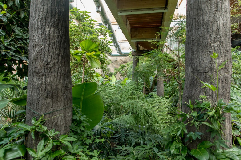 Nowa atrakcja. Las deszczowy w śląskim zoo