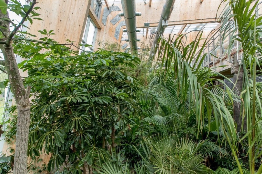 Nowa atrakcja. Las deszczowy w śląskim zoo