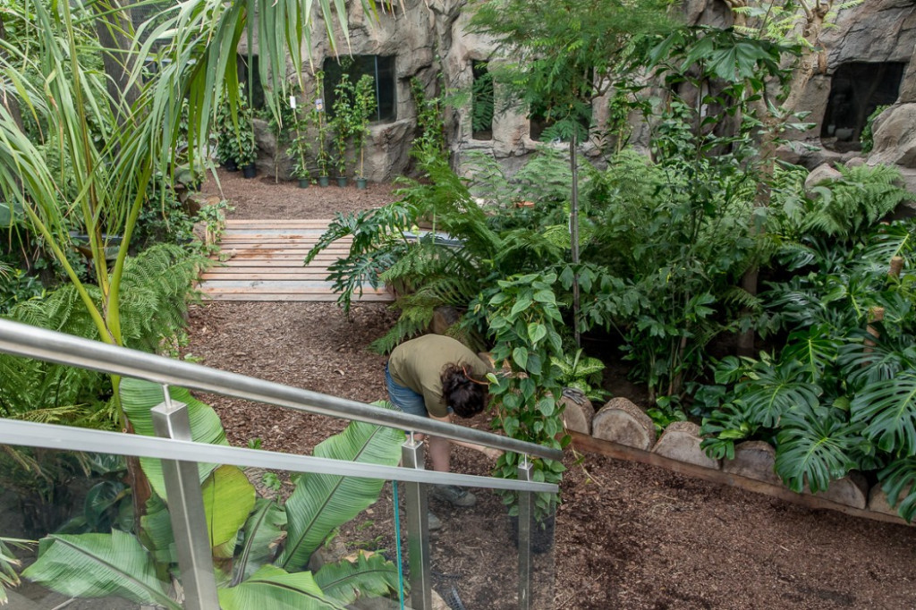 Nowa atrakcja. Las deszczowy w śląskim zoo