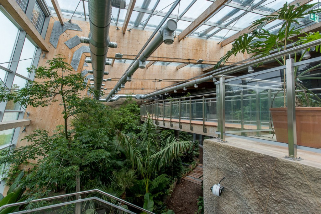 Nowa atrakcja. Las deszczowy w śląskim zoo