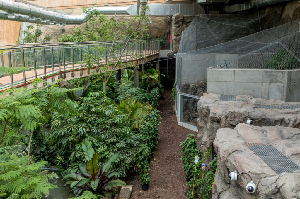 Nowa atrakcja. Las deszczowy w śląskim zoo
