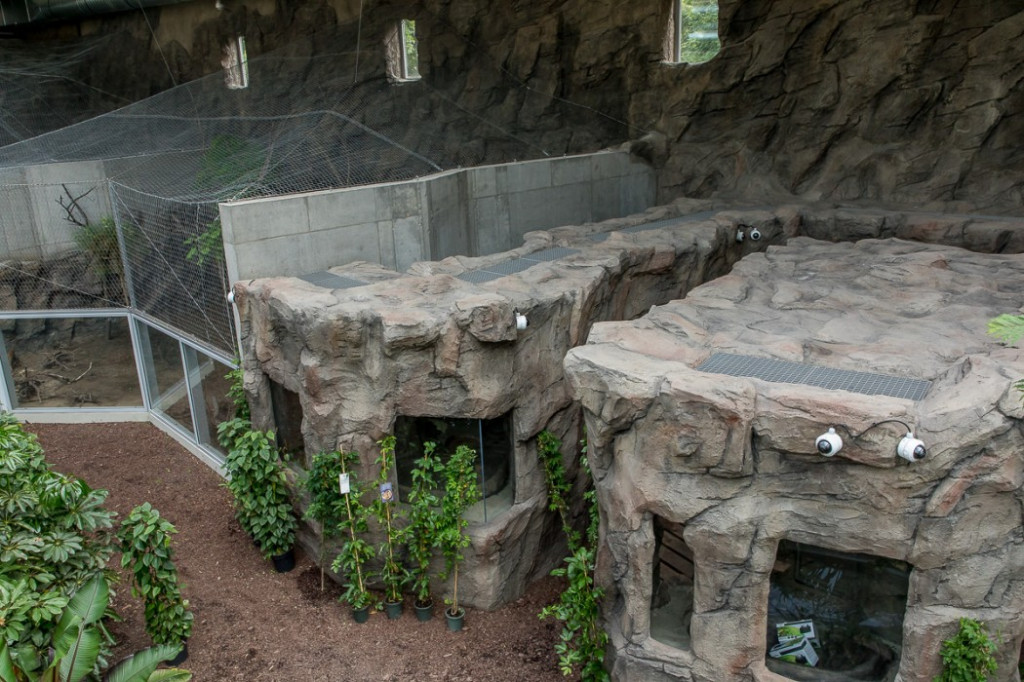 Nowa atrakcja. Las deszczowy w śląskim zoo