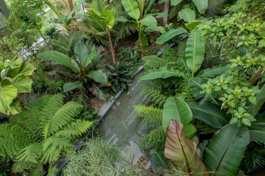 Nowa atrakcja. Las deszczowy w śląskim zoo