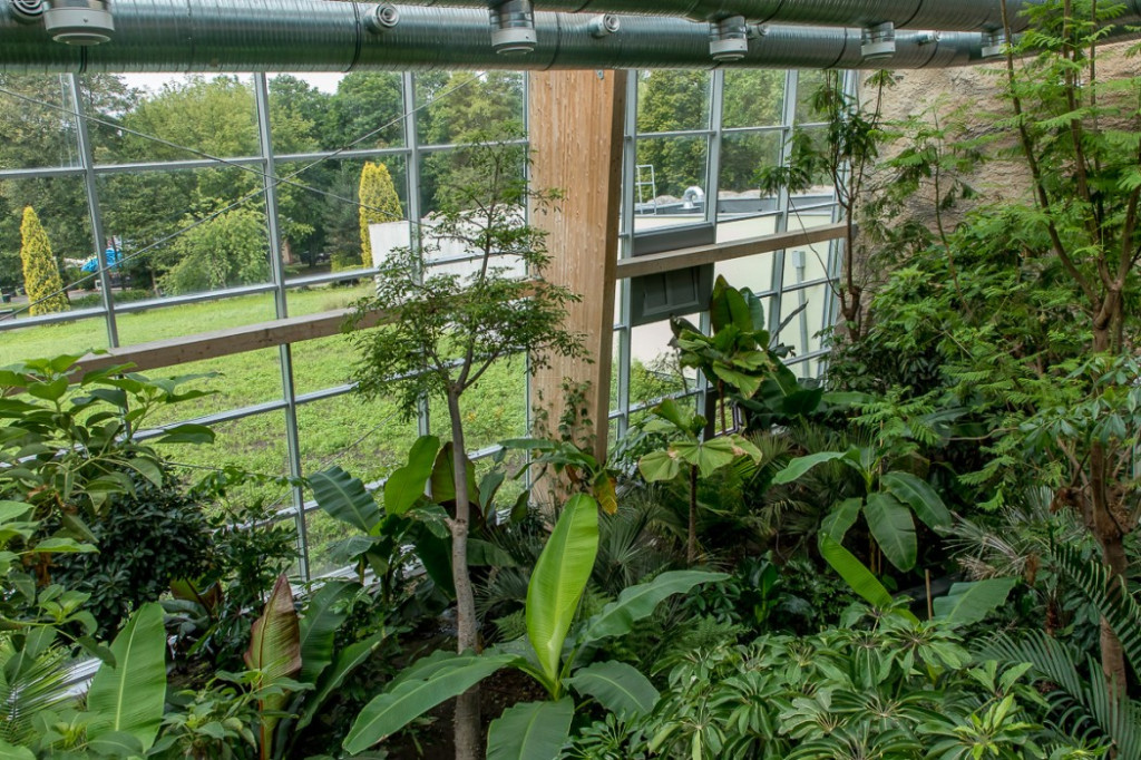 Nowa atrakcja. Las deszczowy w śląskim zoo