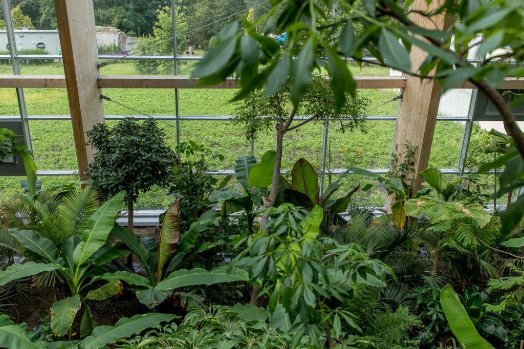 Nowa atrakcja. Las deszczowy w śląskim zoo