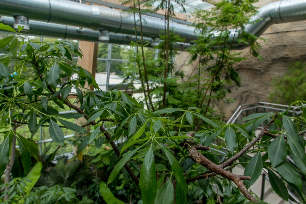 Nowa atrakcja. Las deszczowy w śląskim zoo