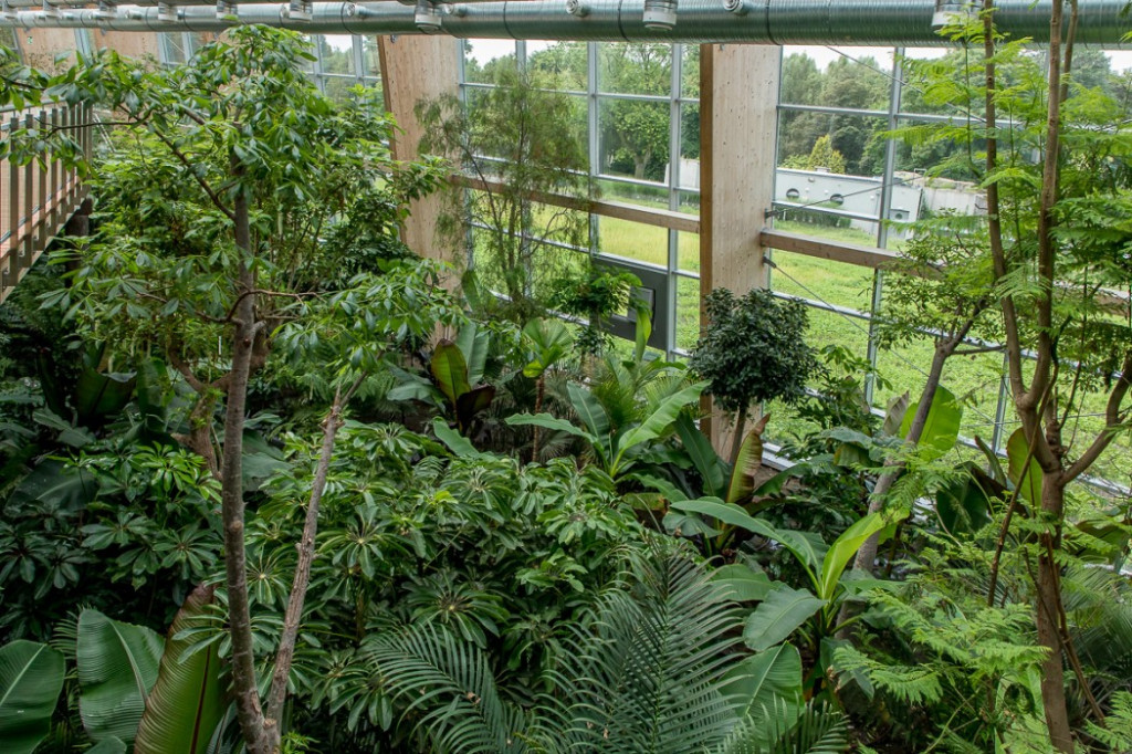 Nowa atrakcja. Las deszczowy w śląskim zoo