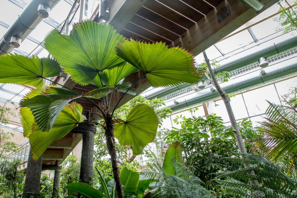 Nowa atrakcja. Las deszczowy w śląskim zoo