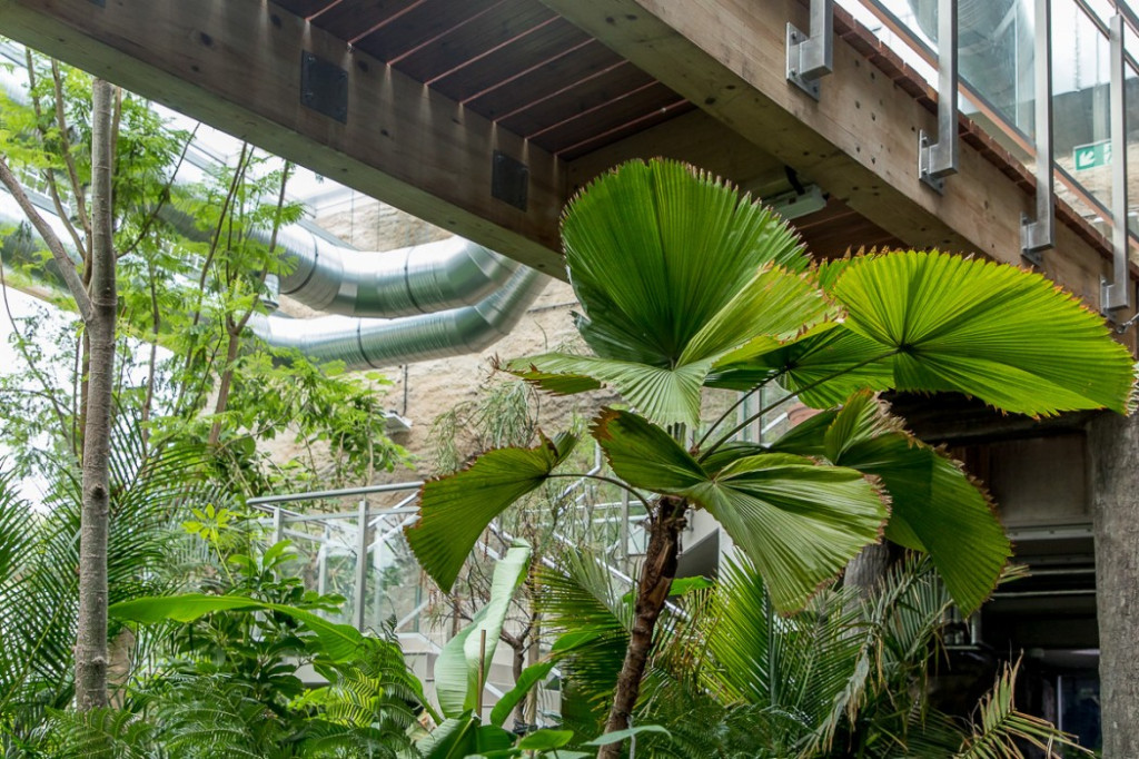 Nowa atrakcja. Las deszczowy w śląskim zoo