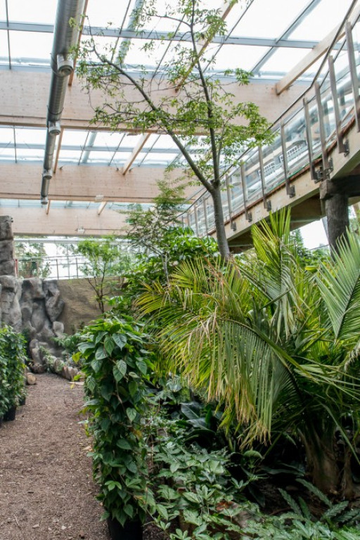 Nowa atrakcja. Las deszczowy w śląskim zoo