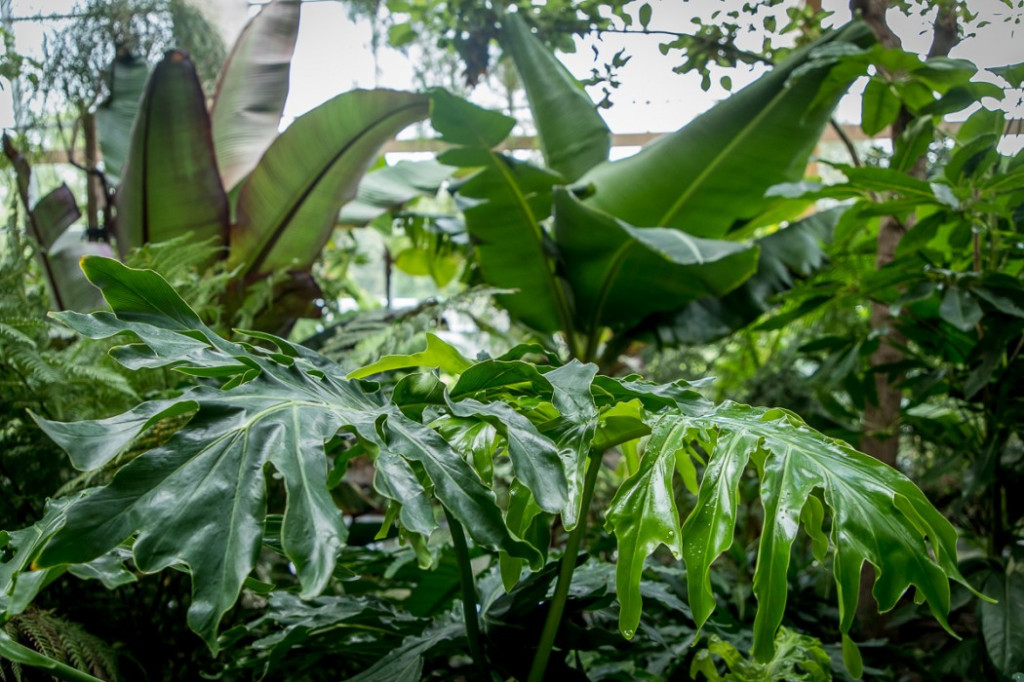 Nowa atrakcja. Las deszczowy w śląskim zoo