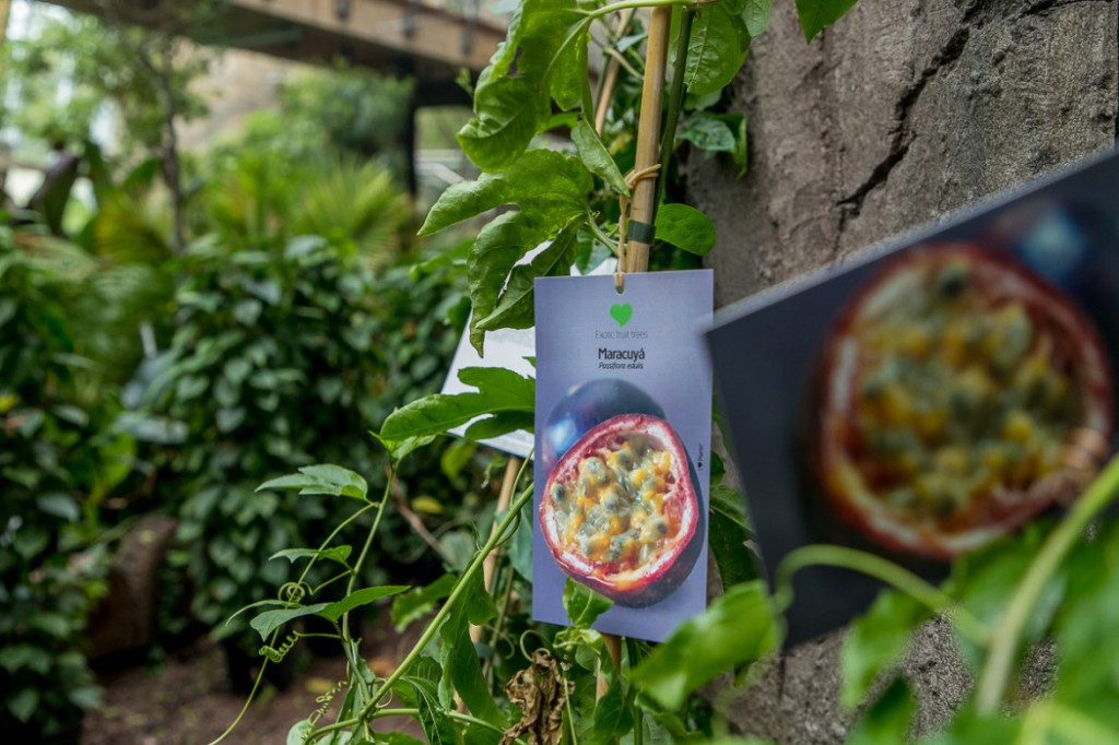 Nowa atrakcja. Las deszczowy w śląskim zoo