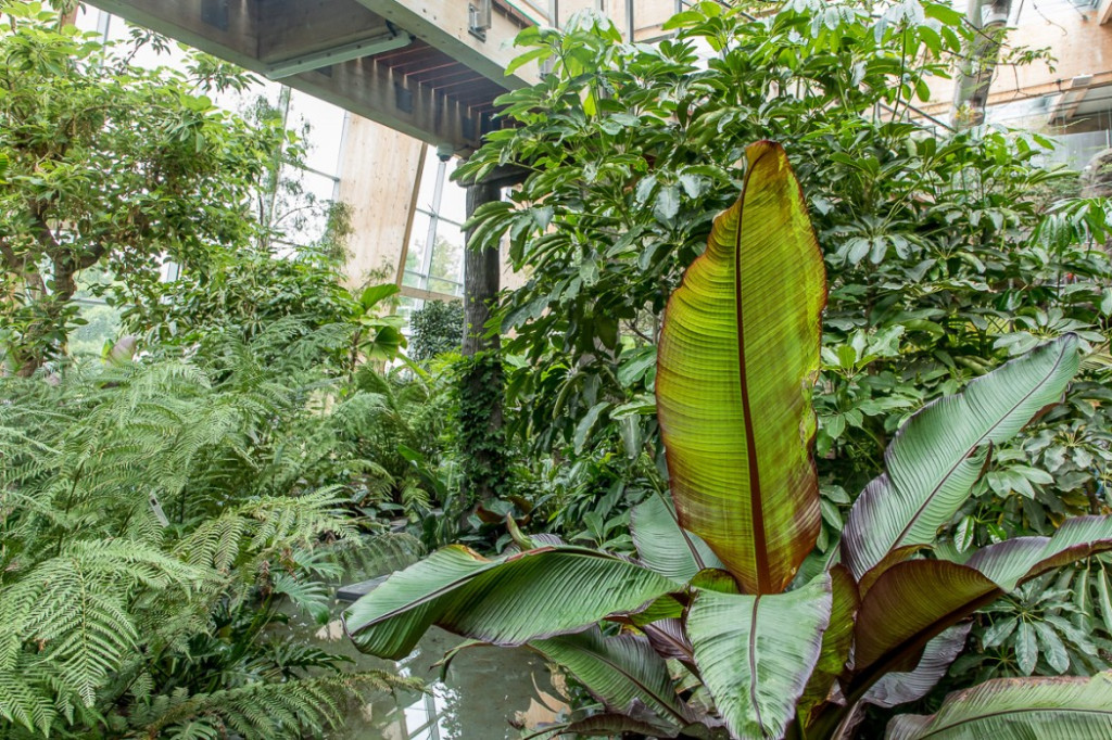 Nowa atrakcja. Las deszczowy w śląskim zoo