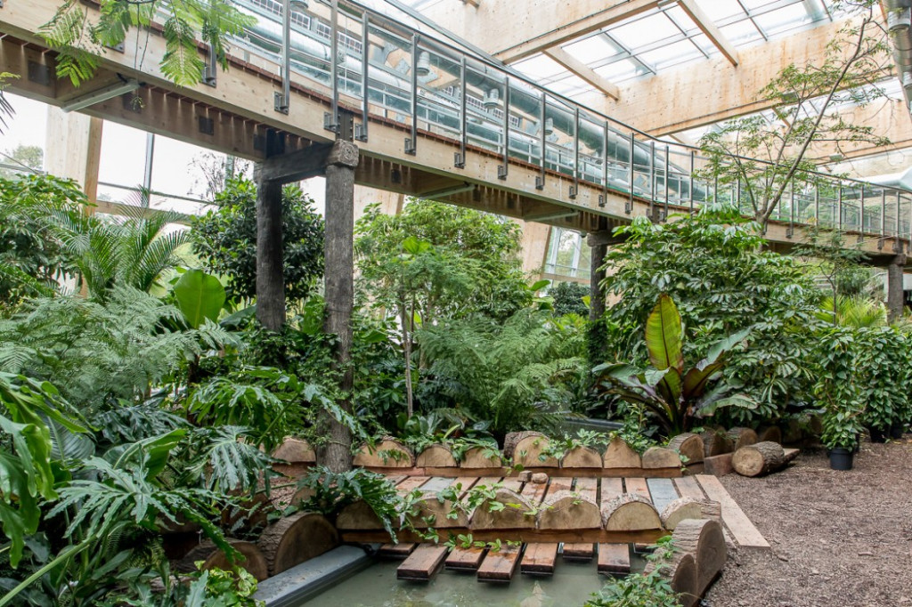 Nowa atrakcja. Las deszczowy w śląskim zoo