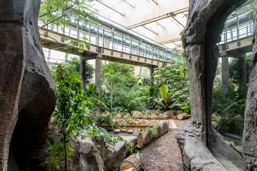Nowa atrakcja. Las deszczowy w śląskim zoo