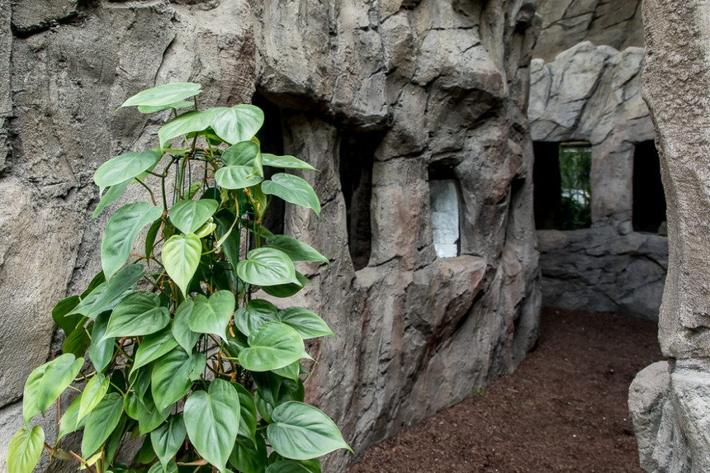 Nowa atrakcja. Las deszczowy w śląskim zoo