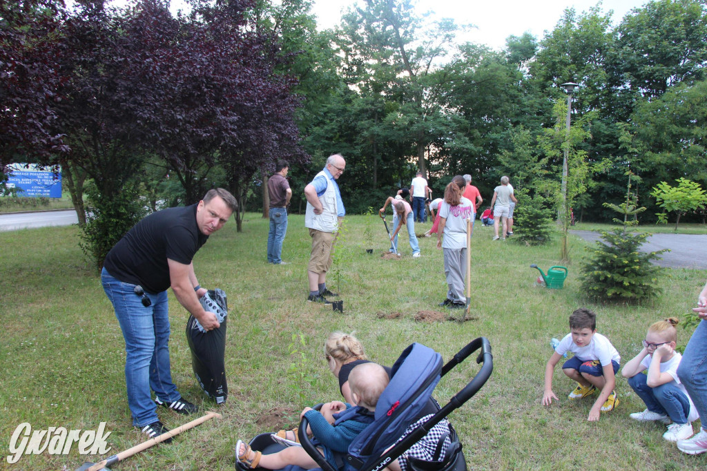 Pierwsze z 200 drzew zasadzone. Na początek przy szpitalu