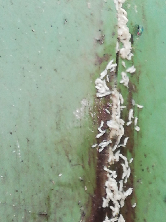 Nakło Śląskie. Mieszkańcy walczą z plagą much